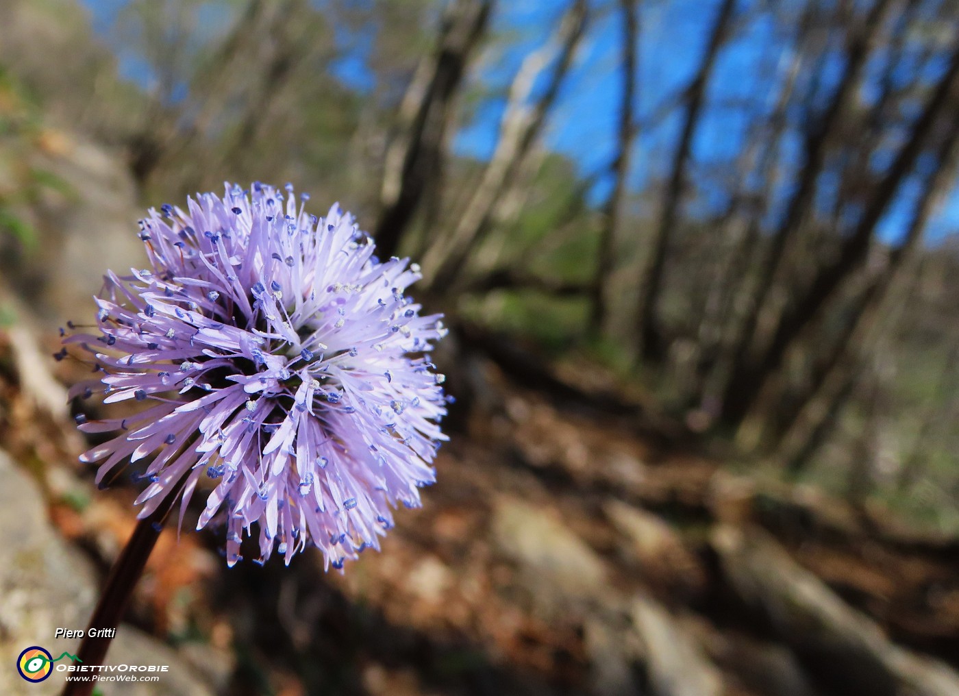 20 Globularia punctata (Globularia punteggiata).JPG